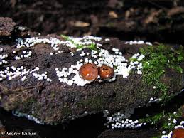 Attēlu rezultāti vaicājumam “Neocudoniella albiceps”