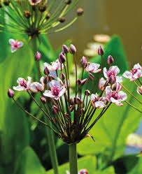 Attēlu rezultāti vaicājumam “Butomus umbellatus fruit”