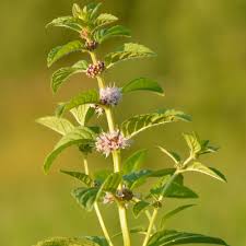 Attēlu rezultāti vaicājumam “Mentha x verticillata leaf”