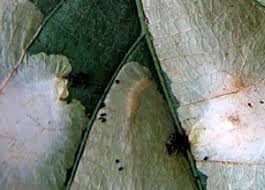 Attēlu rezultāti vaicājumam “Tischeria complanella larva”