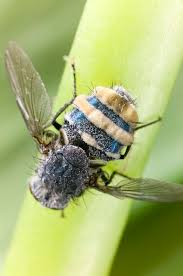 Attēlu rezultāti vaicājumam “Entomophthora”