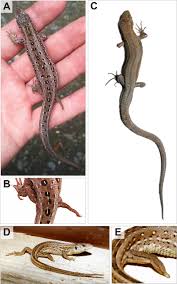 Attēlu rezultāti vaicājumam “Lacerta vivipara female”