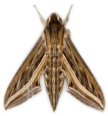 Attēlu rezultāti vaicājumam “Cribraria martinii macro”