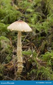 Attēlu rezultāti vaicājumam “Lepiota clypeolaria”