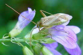 Attēlu rezultāti vaicājumam “Adelphocoris lineolatus imago”