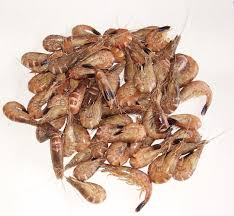 Attēlu rezultāti vaicājumam “Crangon crangon”