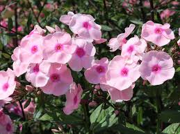 Image result for Phlox (großblumig)