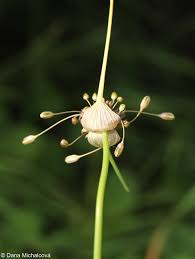 Attēlu rezultāti vaicājumam “Allium oleraceum bud”