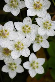 Attēlu rezultāti vaicājumam “Parnassiaceae”