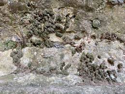 Attēlu rezultāti vaicājumam “Didymodon tophaceus”