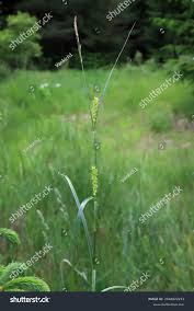 Attēlu rezultāti vaicājumam “Carex hirta”