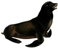 Image result for Zalophus californianus