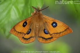 Attēlu rezultāti vaicājumam “Aglia tau”