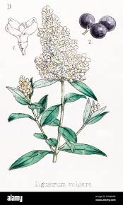 Attēlu rezultāti vaicājumam “Ligustrum vulgare”