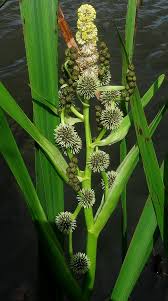 Attēlu rezultāti vaicājumam “Sparganium neglectum fruit”