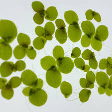 Attēlu rezultāti vaicājumam “Lemnaceae”