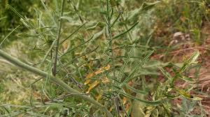 Attēlu rezultāti vaicājumam “Sisymbrium altissimum leaf”