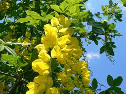 Attēlu rezultāti vaicājumam “Laburnum anagyroides”