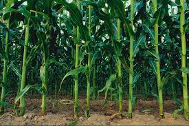 поле кукурузы