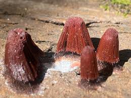 Attēlu rezultāti vaicājumam “Stemonitis splendens macro”