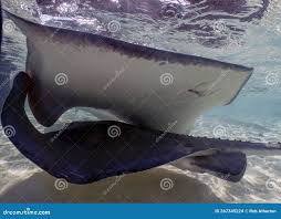 Image result for Hypanus americanus