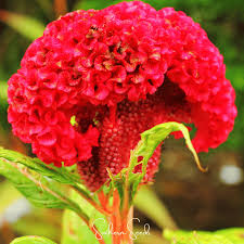 Attēlu rezultāti vaicājumam “Collaria rubens”