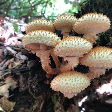 Attēlu rezultāti vaicājumam “Pholiota squarrosoides”