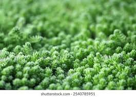 Attēlu rezultāti vaicājumam “Sedum sexangulare leaf”