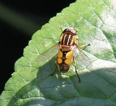 Attēlu rezultāti vaicājumam “Helophilus hybridus male”