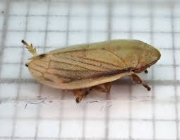 Attēlu rezultāti vaicājumam “Neophilaenus lineatus”