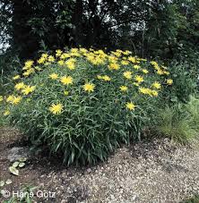 Image result for Buphthalmum salicifolium
