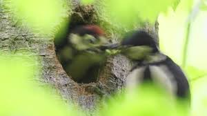 Attēlu rezultāti vaicājumam “Dryocopus martius nest”