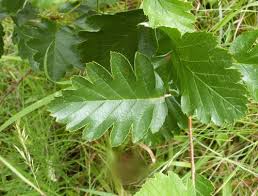 Attēlu rezultāti vaicājumam “Sorbus intermedia leaf”