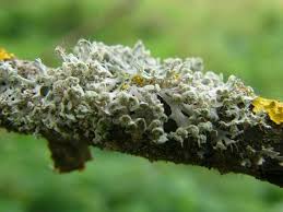 Attēlu rezultāti vaicājumam “Physcia tenella”