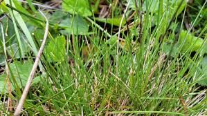 Attēlu rezultāti vaicājumam “Nardus stricta leaf”
