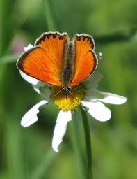 Attēlu rezultāti vaicājumam “Lycaena virgaureae underside”
