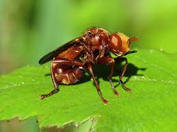 Attēlu rezultāti vaicājumam “Sicus ferrugineus”