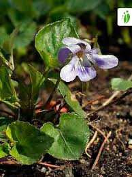 Attēlu rezultāti vaicājumam “Viola reichenbachiana flower”