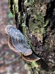 Attēlu rezultāti vaicājumam “Stereum fasciatum”