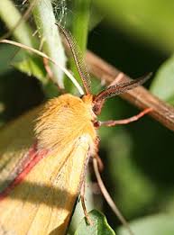 Attēlu rezultāti vaicājumam “Diacrisia sannio male”