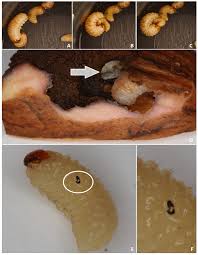 Attēlu rezultāti vaicājumam “Euura brevicornis larva”