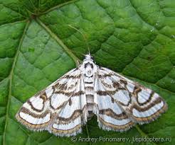 Attēlu rezultāti vaicājumam “Nymphula nitidulata”