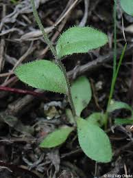 Attēlu rezultāti vaicājumam “Draba nemorosa fruit”