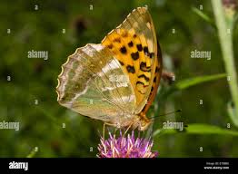 Attēlu rezultāti vaicājumam “Argynnis paphia underside”