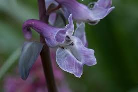Attēlu rezultāti vaicājumam “Corydalis cava flower”