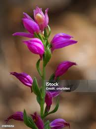 Attēlu rezultāti vaicājumam “Cephalanthera rubra bud”