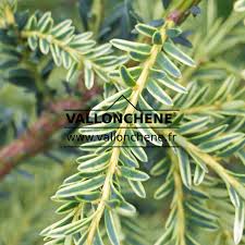 Attēlu rezultāti vaicājumam “Taxus”