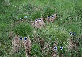 Attēlu rezultāti vaicājumam “Carex cespitosa”