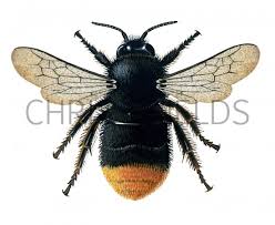 Attēlu rezultāti vaicājumam “Bombus lapidarius”