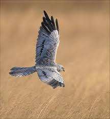 Attēlu rezultāti vaicājumam “Circus pygargus adult”